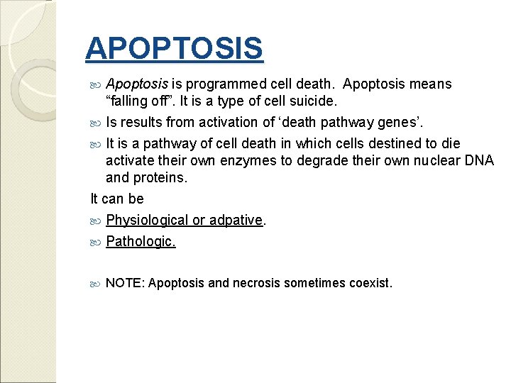 APOPTOSIS Apoptosis is programmed cell death. Apoptosis means “falling off”. It is a type