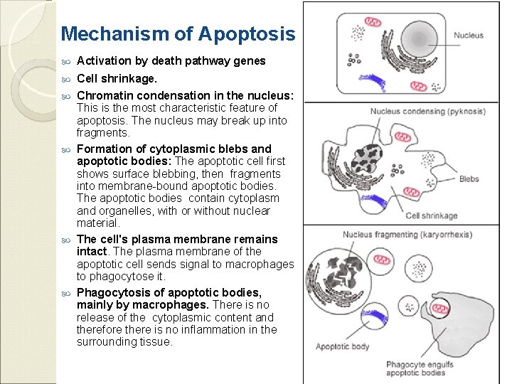 Mechanism of Apoptosis Activation by death pathway genes Cell shrinkage. Chromatin condensation in the