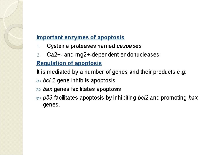 Important enzymes of apoptosis 1. Cysteine proteases named caspases Ca 2+- and mg 2+-dependent