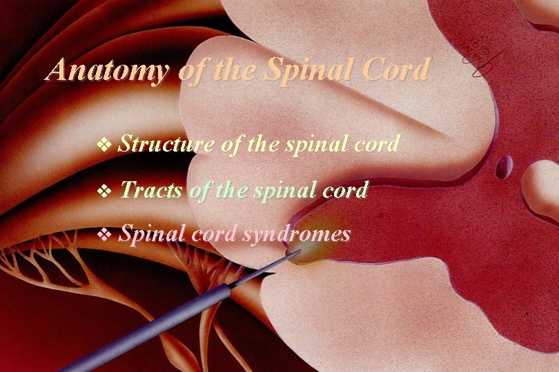 Anatomy of the Spinal Cord Structure of the spinal cord v Tracts of the