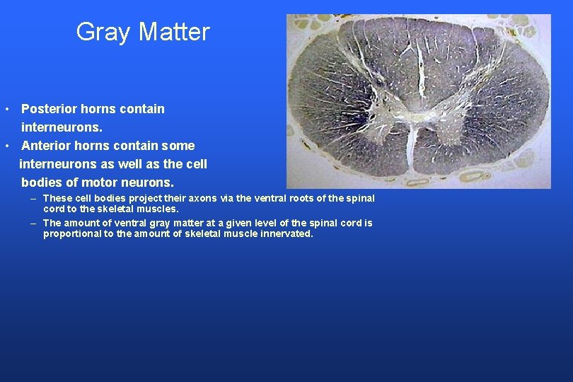 Gray Matter • Posterior horns contain interneurons. • Anterior horns contain some interneurons as