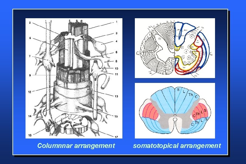 Columnnar arrangement somatotopical arrangement 
