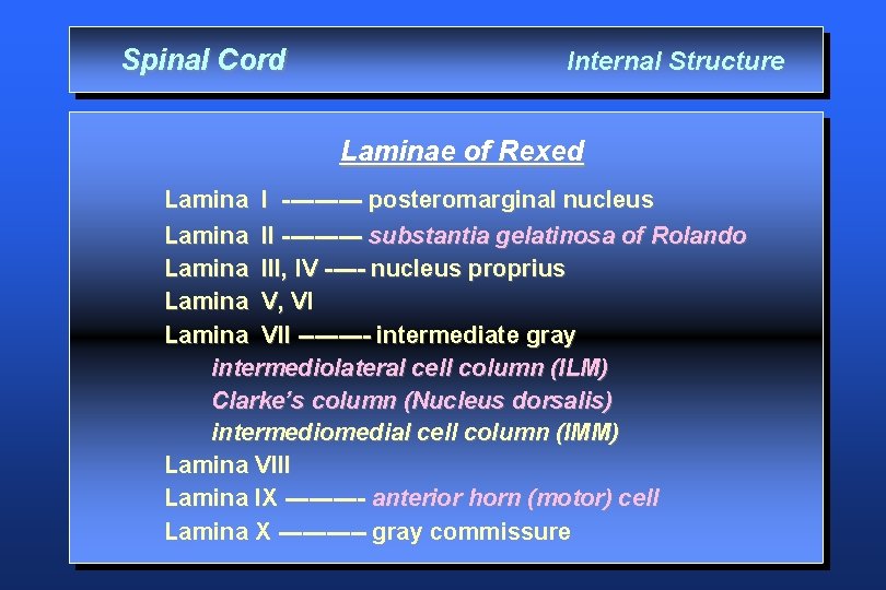 Spinal Cord Internal Structure Laminae of Rexed Lamina I ----- posteromarginal nucleus Lamina II