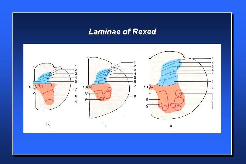 Laminae of Rexed 