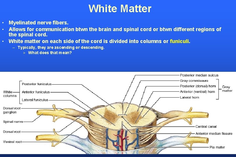 White Matter • Myelinated nerve fibers. • Allows for communication btwn the brain and