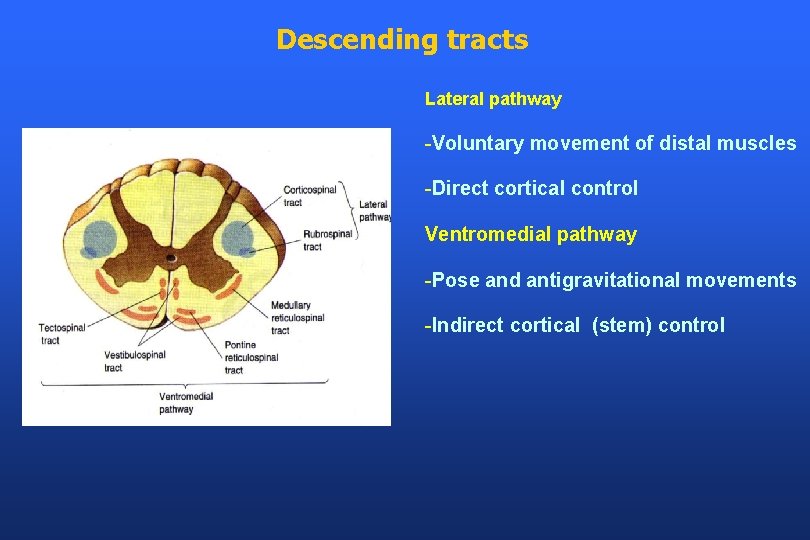 Descending tracts Lateral pathway -Voluntary movement of distal muscles -Direct cortical control Ventromedial pathway