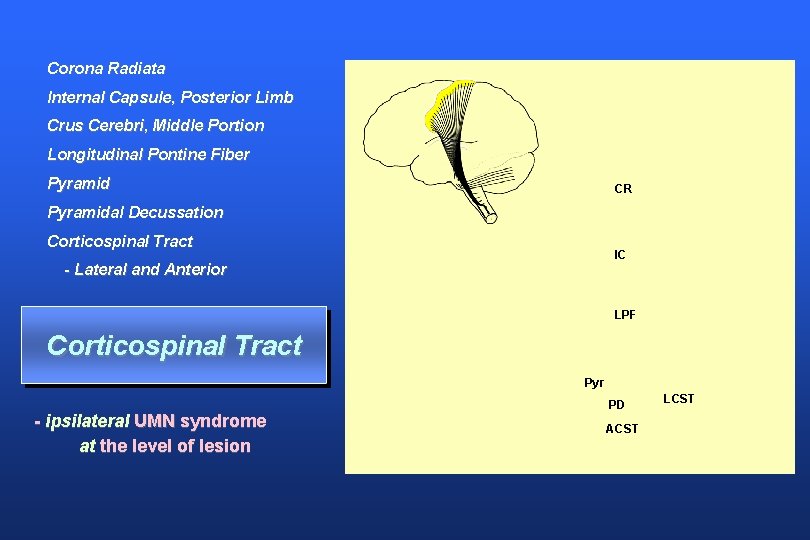 Corona Radiata lnternal Capsule, Posterior Limb Crus Cerebri, Middle Portion Longitudinal Pontine Fiber Pyramid