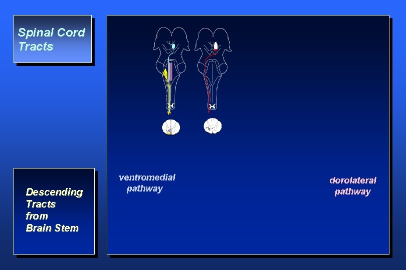 Spinal Cord Tracts Descending Tracts from Brain Stem ventromedial pathway dorolateral pathway 