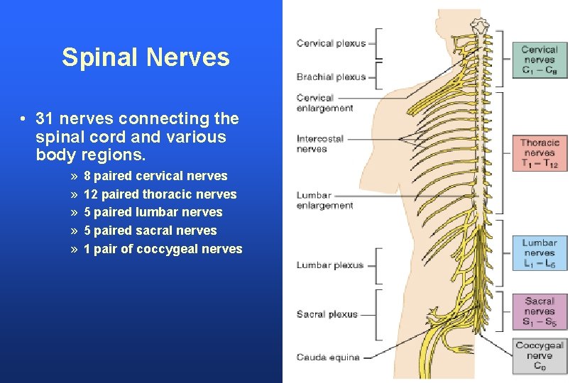 Spinal Nerves • 31 nerves connecting the spinal cord and various body regions. »