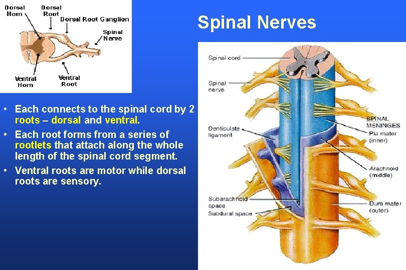 Spinal Nerves • Each connects to the spinal cord by 2 roots – dorsal