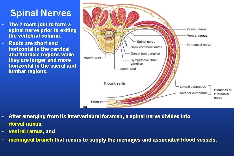 Spinal Nerves • The 2 roots join to form a spinal nerve prior to