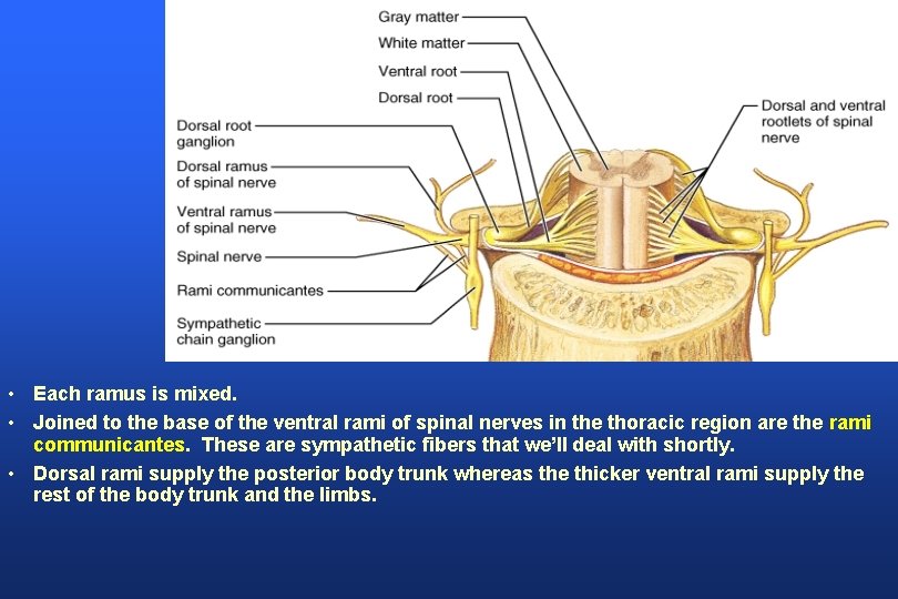  • Each ramus is mixed. • Joined to the base of the ventral