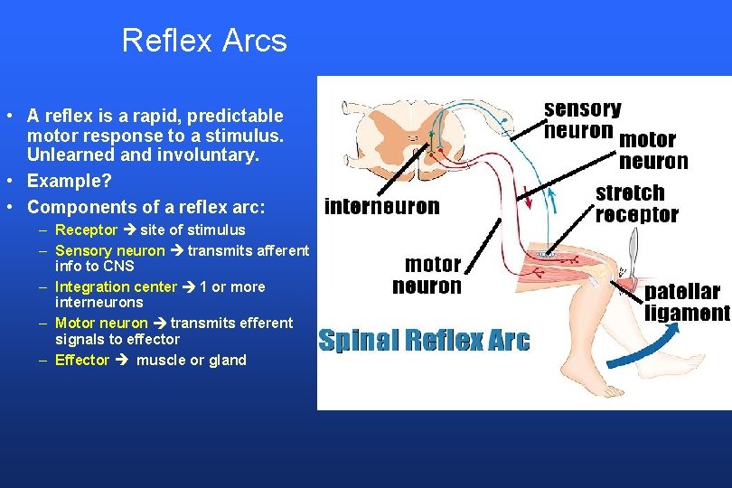 Reflex Arcs • A reflex is a rapid, predictable motor response to a stimulus.