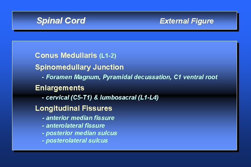Spinal Cord External Figure Conus Medullaris (L 1 -2) Spinomedullary Junction - Foramen Magnum,