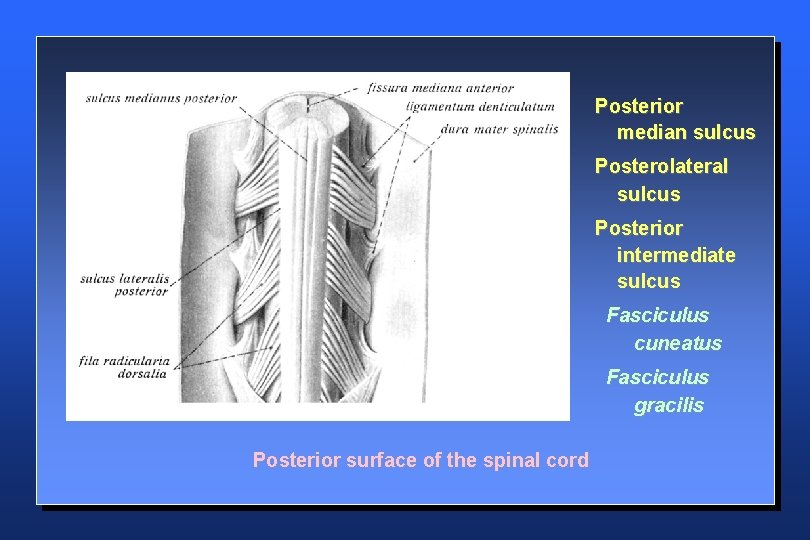 Posterior median sulcus Posterolateral sulcus Posterior intermediate sulcus Fasciculus cuneatus Fasciculus gracilis Posterior surface