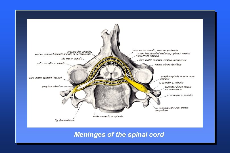 Meninges of the spinal cord 