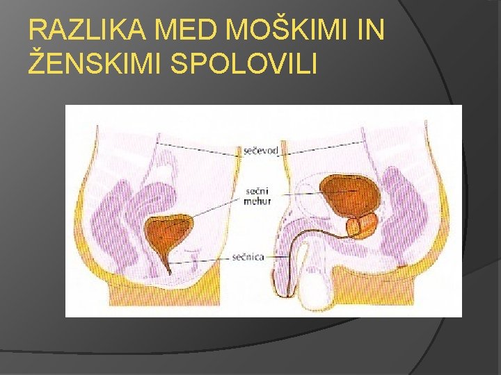 RAZLIKA MED MOŠKIMI IN ŽENSKIMI SPOLOVILI 