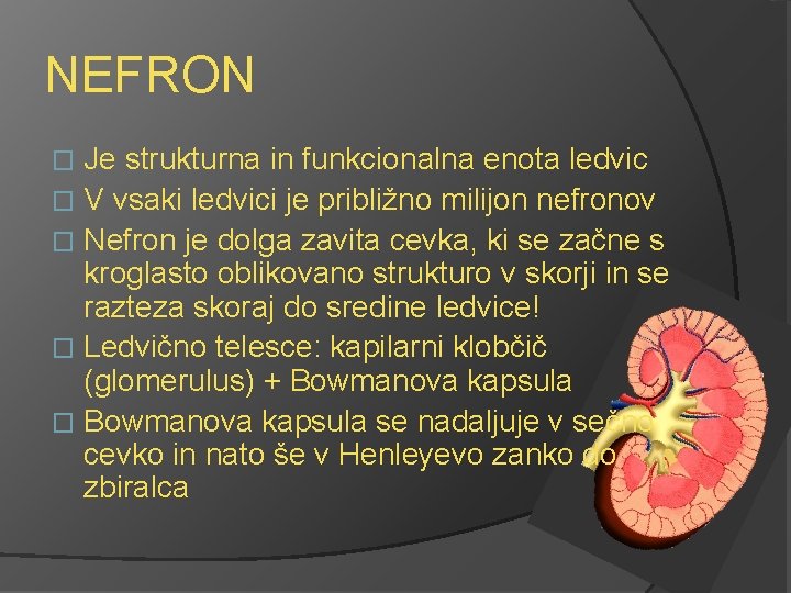 NEFRON Je strukturna in funkcionalna enota ledvic � V vsaki ledvici je približno milijon