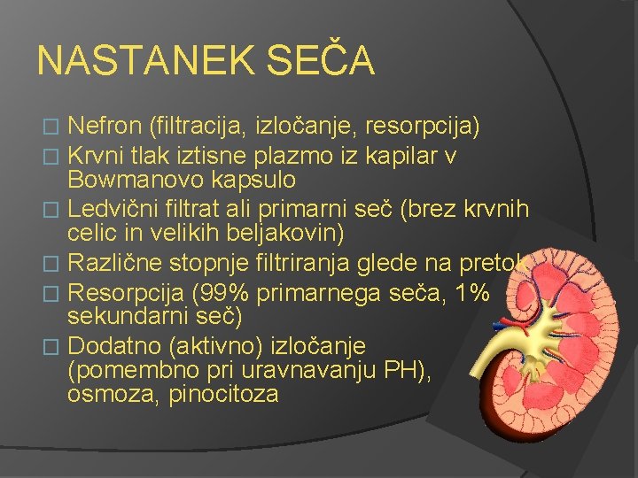 NASTANEK SEČA Nefron (filtracija, izločanje, resorpcija) Krvni tlak iztisne plazmo iz kapilar v Bowmanovo