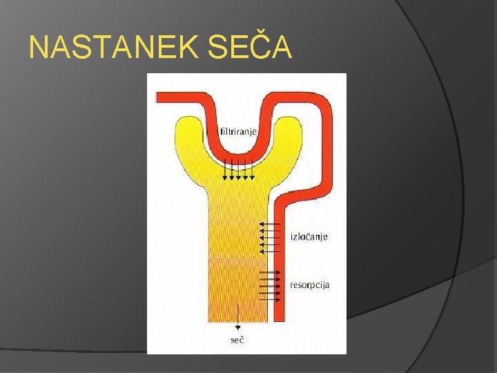 NASTANEK SEČA 