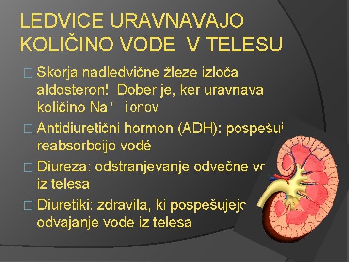 LEDVICE URAVNAVAJO KOLIČINO VODE V TELESU � Skorja nadledvične žleze izloča aldosteron! Dober je,