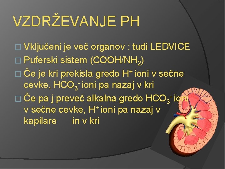 VZDRŽEVANJE PH � Vključeni je več organov : tudi LEDVICE � Puferski sistem (COOH/NH