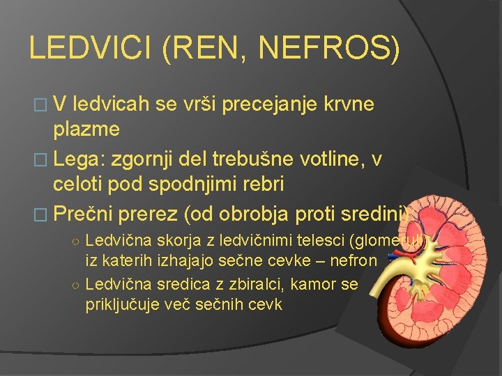 LEDVICI (REN, NEFROS) �V ledvicah se vrši precejanje krvne plazme � Lega: zgornji del