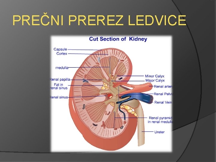 PREČNI PREREZ LEDVICE 