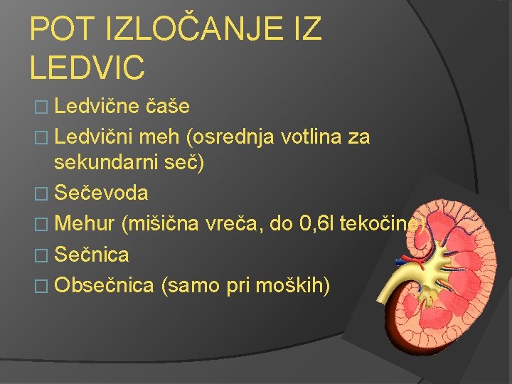 POT IZLOČANJE IZ LEDVIC � Ledvične čaše � Ledvični meh (osrednja votlina za sekundarni