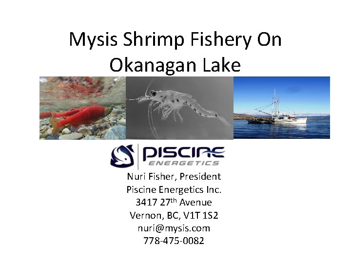 Mysis Shrimp Fishery On Okanagan Lake Nuri Fisher, President Piscine Energetics Inc. 3417 27