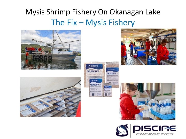 Mysis Shrimp Fishery On Okanagan Lake The Fix – Mysis Fishery 