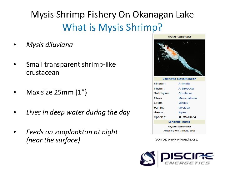 Mysis Shrimp Fishery On Okanagan Lake What is Mysis Shrimp? • Mysis diluviana •