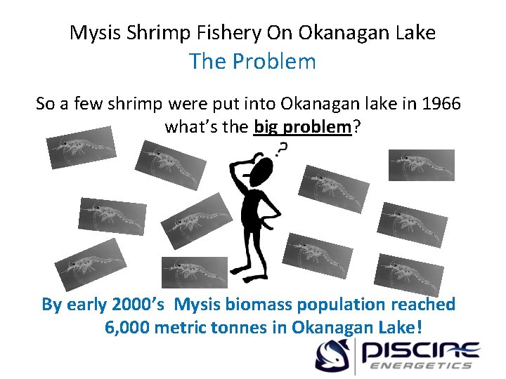 Mysis Shrimp Fishery On Okanagan Lake The Problem So a few shrimp were put