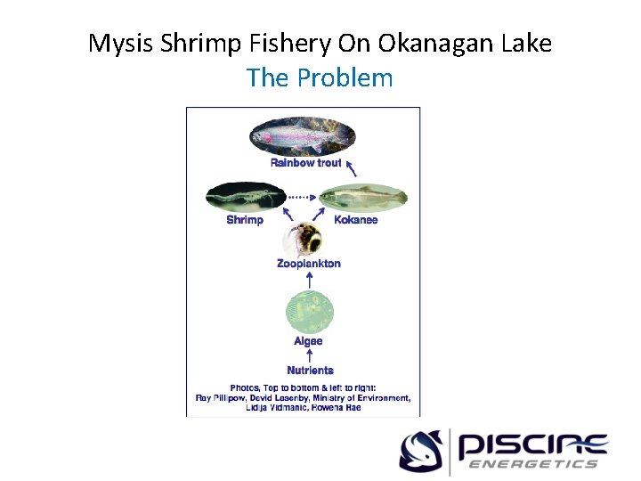 Mysis Shrimp Fishery On Okanagan Lake The Problem 