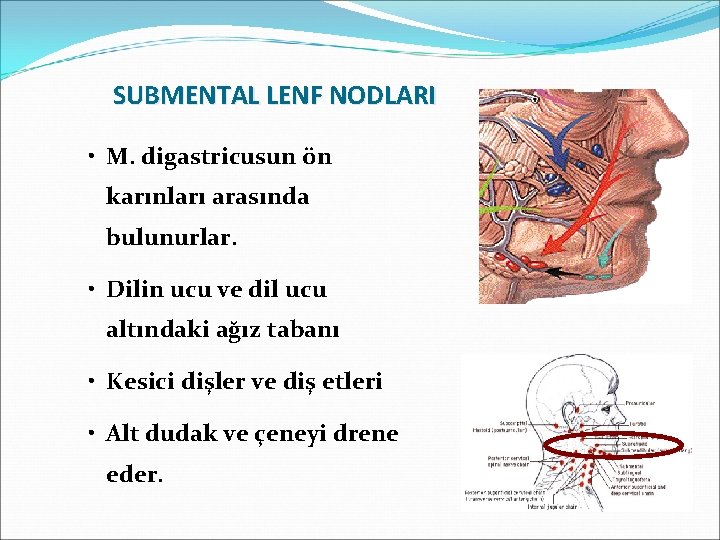 SUBMENTAL LENF NODLARI • M. digastricusun ön karınları arasında bulunurlar. • Dilin ucu ve