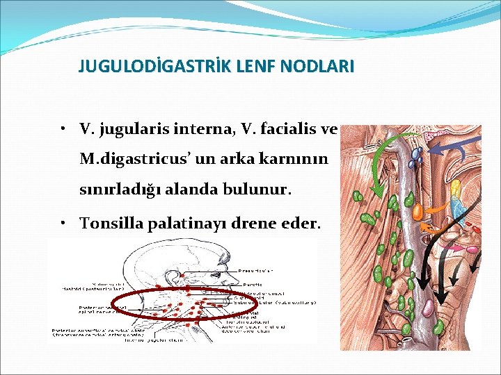 JUGULODİGASTRİK LENF NODLARI • V. jugularis interna, V. facialis ve M. digastricus’ un arka