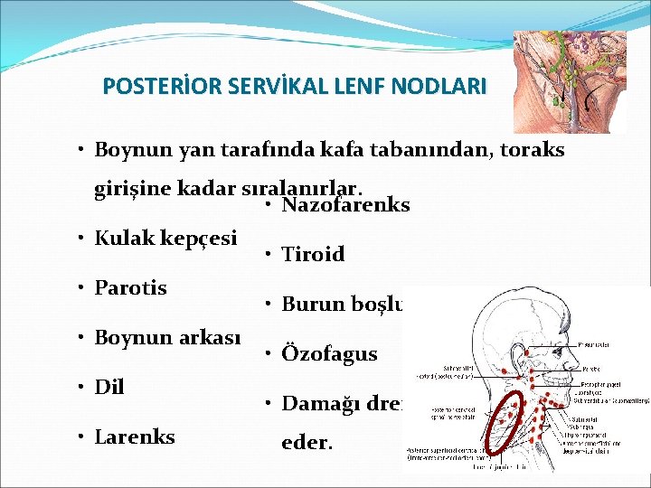 POSTERİOR SERVİKAL LENF NODLARI • Boynun yan tarafında kafa tabanından, toraks girişine kadar sıralanırlar.