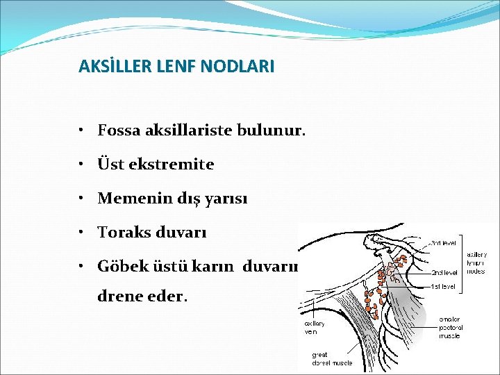 AKSİLLER LENF NODLARI • Fossa aksillariste bulunur. • Üst ekstremite • Memenin dış yarısı