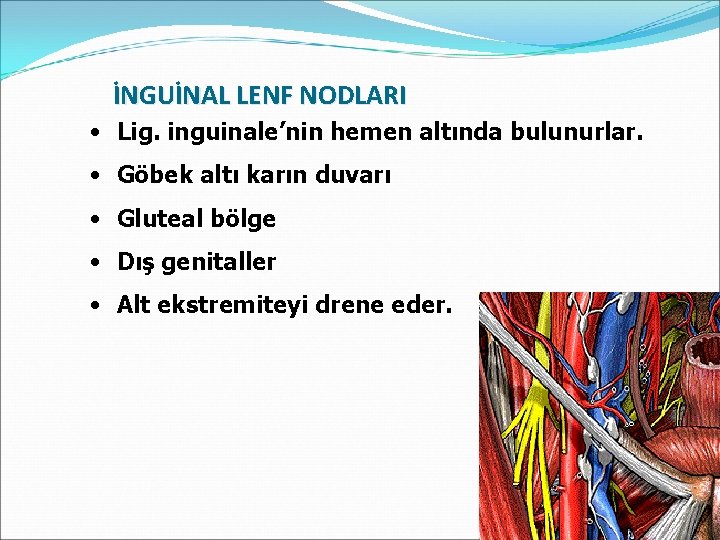 İNGUİNAL LENF NODLARI • Lig. inguinale’nin hemen altında bulunurlar. • Göbek altı karın duvarı