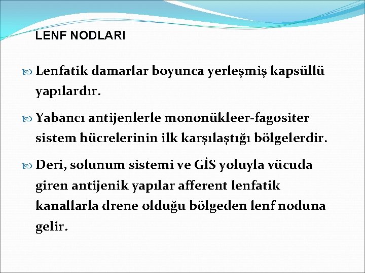 LENF NODLARI Lenfatik damarlar boyunca yerleşmiş kapsüllü yapılardır. Yabancı antijenlerle mononükleer-fagositer sistem hücrelerinin ilk