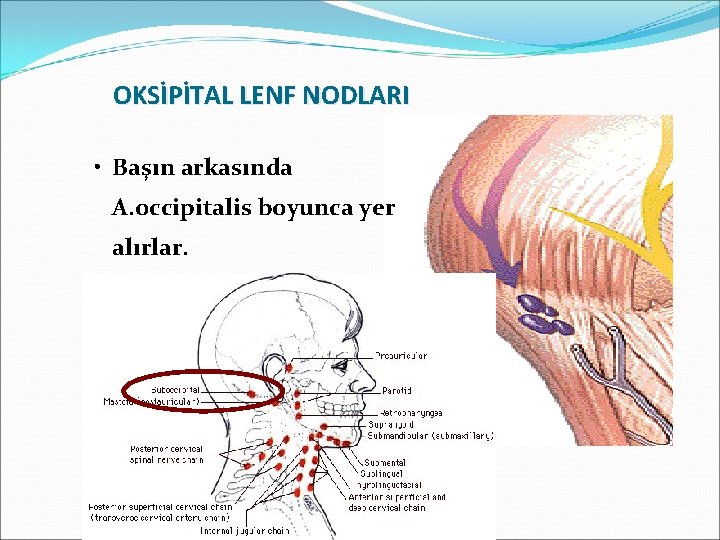 OKSİPİTAL LENF NODLARI • Başın arkasında A. occipitalis boyunca yer alırlar. • Saçlı derinin