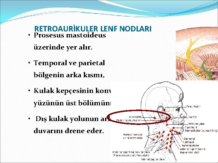 RETROAURİKULER LENF NODLARI • Prosesus mastoideus üzerinde yer alır. • Temporal ve parietal bölgenin