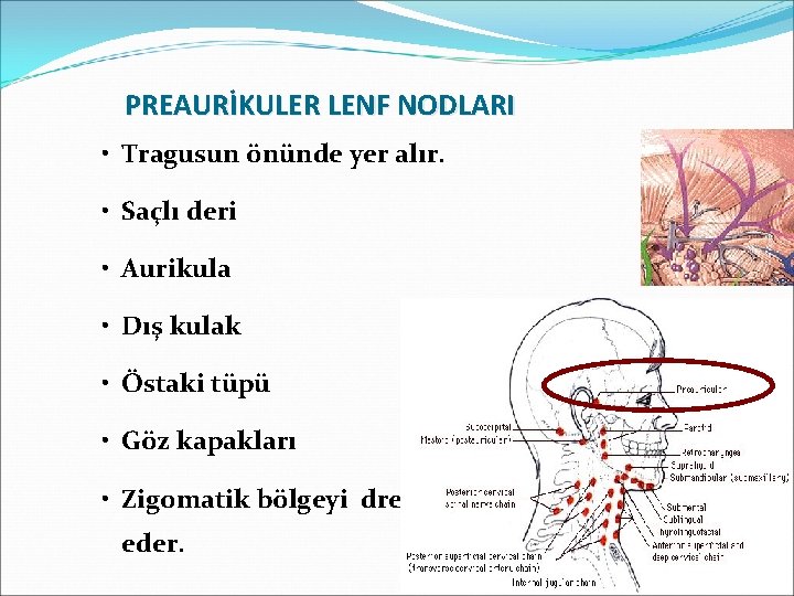 PREAURİKULER LENF NODLARI • Tragusun önünde yer alır. • Saçlı deri • Aurikula •