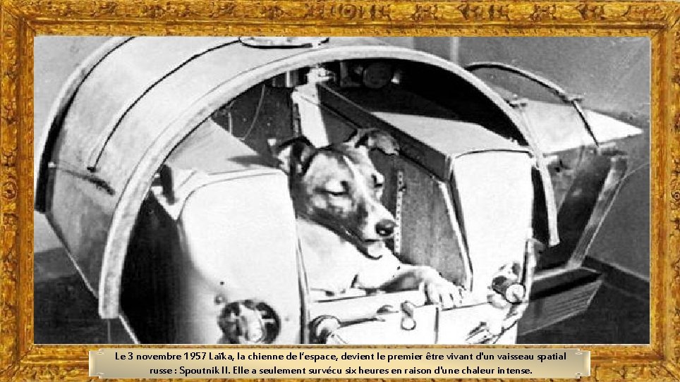 Le 3 novembre 1957 Laïka, la chienne de l’espace, devient le premier être vivant