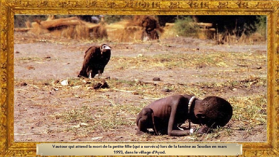 Vautour qui attend la mort de la petite fille (qui a survécu) lors de