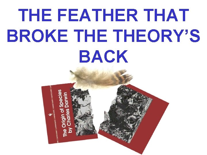 THE FEATHER THAT BROKE THEORY’S BACK 