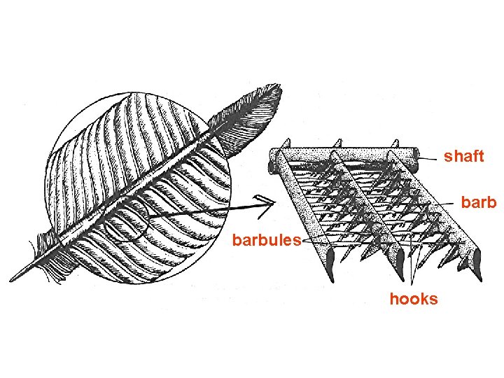 shaft barbules hooks 