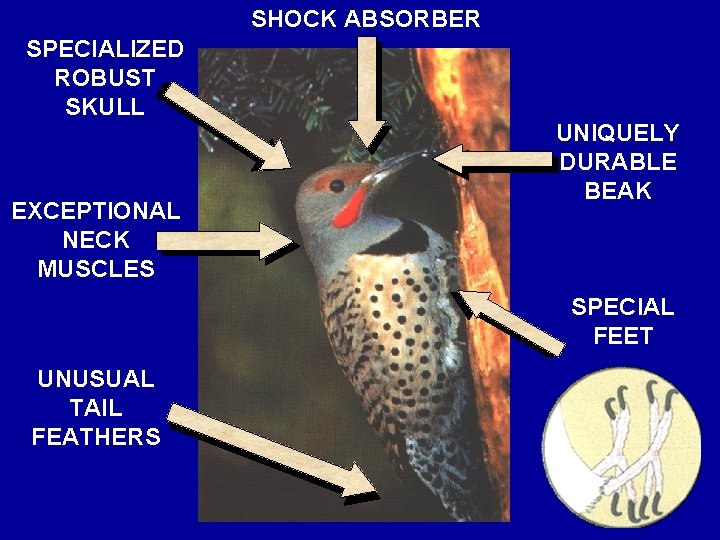 SHOCK ABSORBER SPECIALIZED ROBUST SKULL EXCEPTIONAL NECK MUSCLES UNIQUELY DURABLE BEAK SPECIAL FEET UNUSUAL