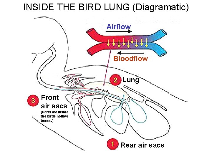 INSIDE THE BIRD LUNG (Diagramatic) Airflow Bloodflow Lung Front air sacs (Parts are inside