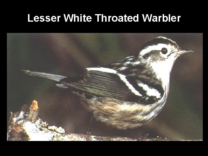 Lesser White Throated Warbler 